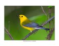 _0SB9606 prothonotary warbler a85x11
